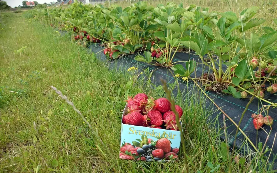 En låda med färska jordgubbar står vid en rad med jordgubbsplantor. En härlig dag att plocka jordgubbar!