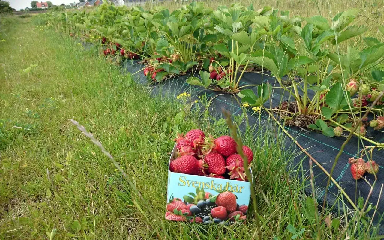 Självplock av jordgubbar - så lyckas du på gården
